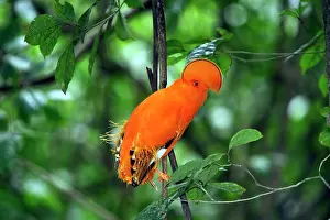 Guianan: Guianan Cock-of-the-rock - male