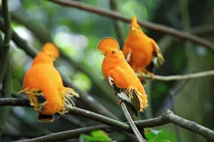 Guianan: Guianan Cock-of-the-rock - male in confrontation