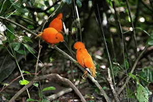 Guianan: Guianan Cock-of-the-rock - male confrontation