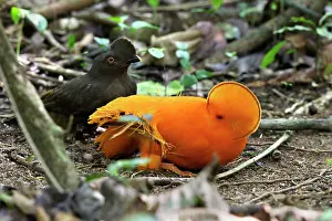 Guianan: Guianan Cock-of-the-rock - male & female courtship