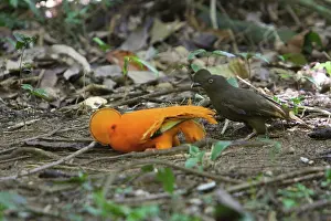 Guianan: Guianan Cock-of-the-rock - male & female courtship