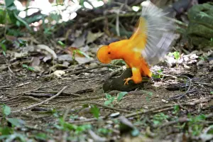 Guianan: Guianan Cock-of-the-rock - male & female mating