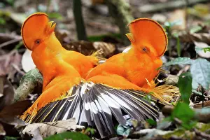 Guianan: Guianan Cock-of-the-rock - two males fighting
