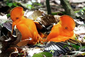 Guianan: Guianan Cock-of-the-rock - two males fighting