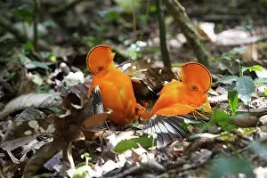 Guianan: Guianan Cock-of-the-rock - males fighting