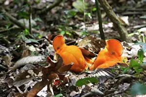 Guianan: Guianan Cock-of-the-rock - males fighting