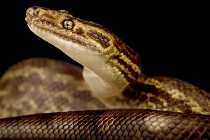 Backgrounds: Guianan shield Brown rainbow Boa (Epicrates maur