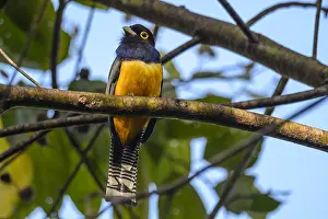 Trogon: Guianan (Violaceous) Trogon - Guianan Trogon perched