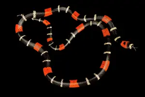 Backgrounds: Guiana's ribbon coral snake (Micrurus lemniscatu