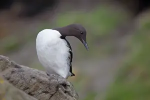 Aalge: Guillemot