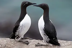 Uria: Guillemot
