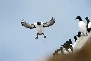 Uria: Guillemot