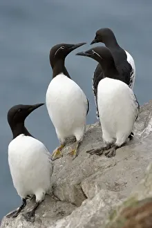 Uria: Guillemot