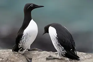 Uria: Guillemot