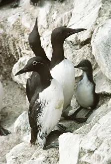 Guillemots: GUILLEMOT - adults and young