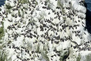 Aalge: Guillemot - breeding colony
