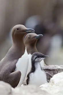 Guillemot: Guillemot - with chick