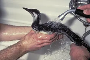 Cleaned: Guillemot being cleaned