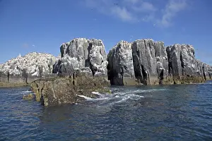 Farne: Guillemot colonies on pillars of rock, Staple Island