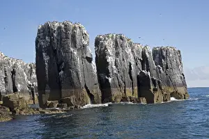 Farne: Guillemot colonies on pillars of rock, Staple Island