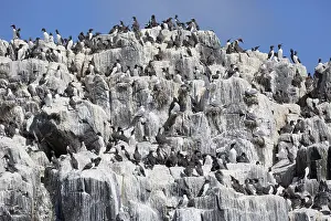 Outcrops: Guillemot colonies (Uria aalge) nesting on rock