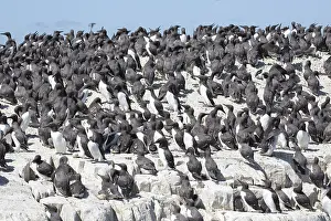 Outcrops: Guillemot colonies (Uria aalge) nesting on rock
