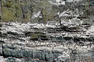 Aalge: Guillemot colony