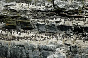 Aalge: Guillemot colony