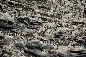 Aalge: Guillemot colony