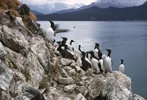 Murre: GUILLEMOT COLONY