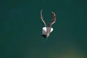 Aalge: Guillemot - coming in to land on breeding cliffs