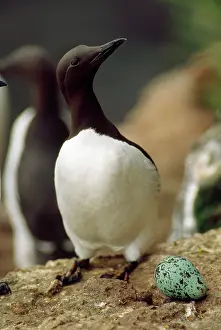Aalge: Guillemot / Common Murre - with egg