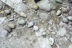 Aalge: Guillemot / Common Murre - eggs