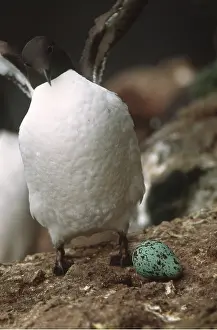 B Moose Peterson: GUILLEMOT - and egg, with wings open