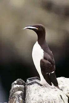 Aalge: GUILLEMOT - With fish