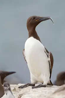 Guillemot: Guillemot - with fish