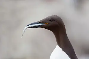 Guillemot: Guillemot - with fish