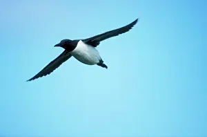 Aalge: GUILLEMOT - IN FLIGHT