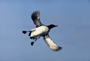 Aalge: Guillemot - In flight
