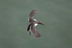 Guillemot: Guillemot - in flight