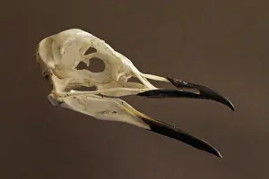 Aalge: Guillemot / Murre - skull