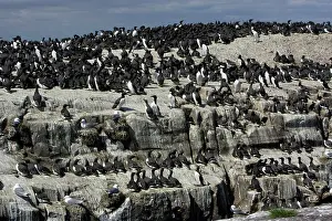 Aalge: Guillemot - nesting colony