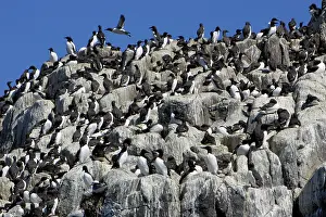Aalge: Guillemot - nesting colony