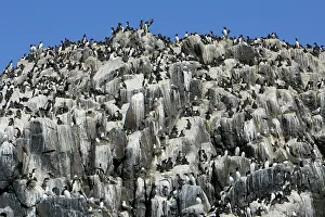 Aalge: Guillemot - nesting colony