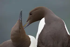 Guillemot: Guillemot - pair preening