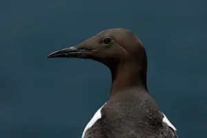 David Chapman: Guillemot - Profile - UK