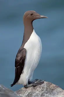 Aalge: Guillemot - on a rock
