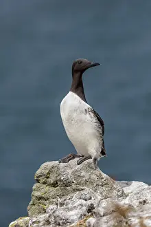 David Chapman: Guillemot - on Rock - UK
