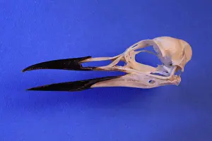 Guillemot: Guillemot Skull