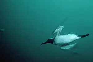 Aalge: Guillemot - underwater
